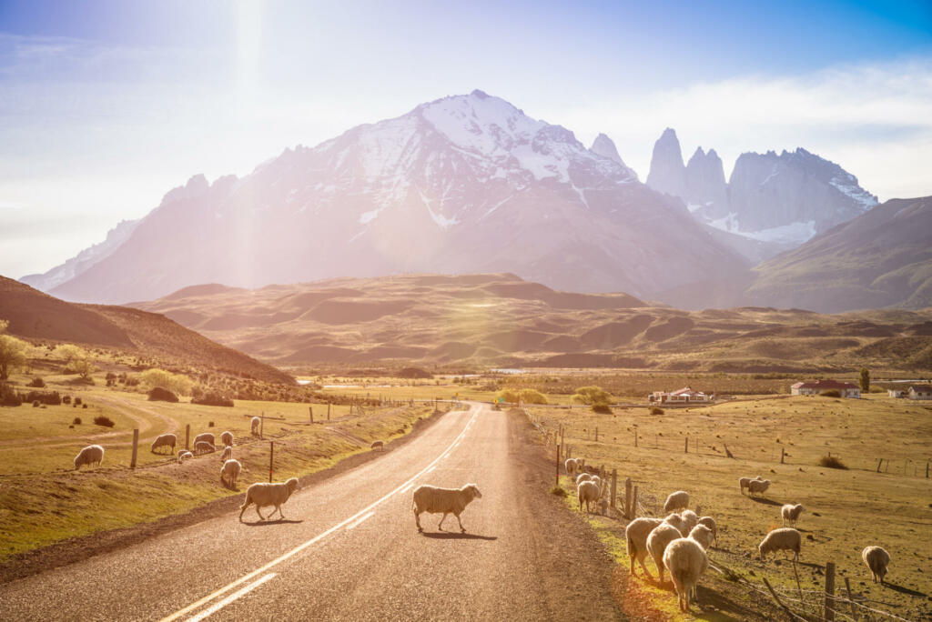 heeps herd grazing at sheepfarm on the road to Torres del Paine in Patagonia chilena - Travel wanderlust concept with nature wonder in Chile south america - Warm saturated filter on enhance sunflare