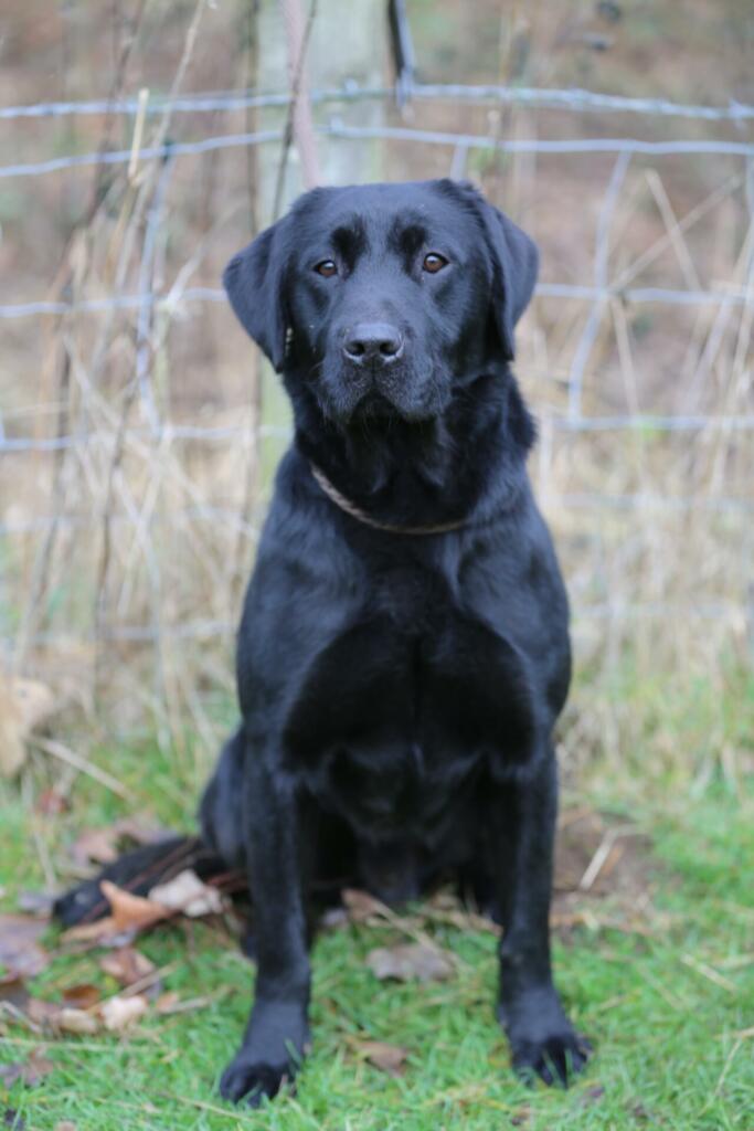 Proud gun dog waiting for a days work.