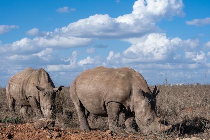 rhino, rhinoceros, animal