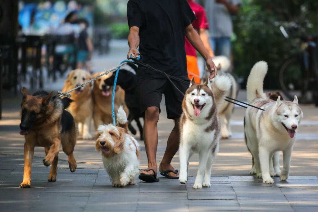 Shepherd dogs of various types of dogs are very cute on the road and are in the dog park