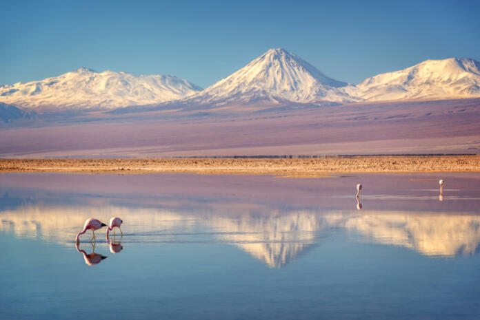 Snowy Licancabur volcano in Andes montains reflecting in the wate of Laguna Chaxa with Andean flamingos, Atacama salar, Chile