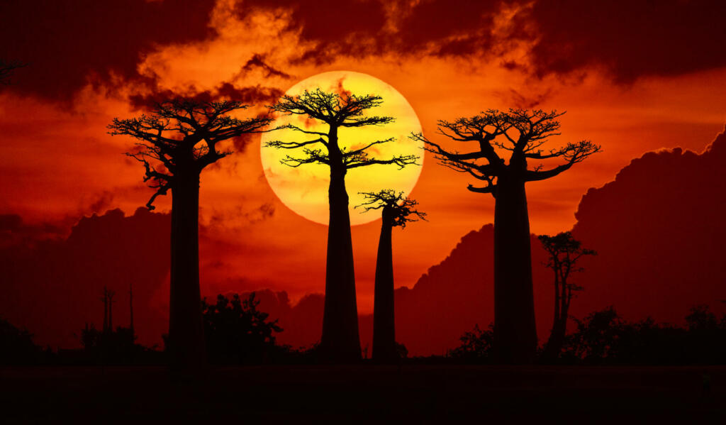 Sunset over Alley of the baobabs