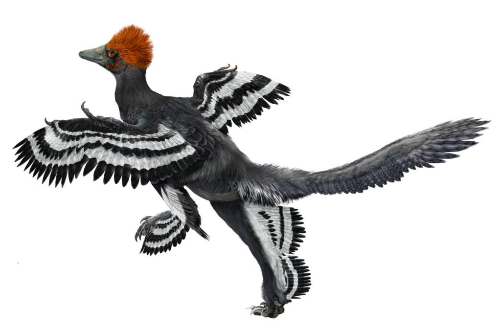 Anchiornis huxleyi