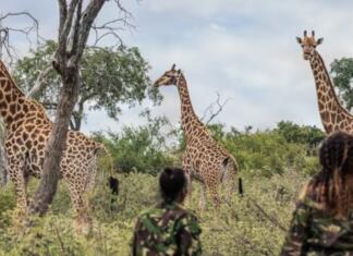 Črne mambe, ženske, ki lovijo divje lovce Enota črnih mamb v Južni Afriki