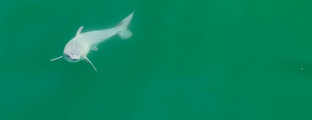 Mladič velikega belega morskega psa