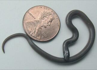 10 najkrajših kač na svetu Najkrajše kače na svetu