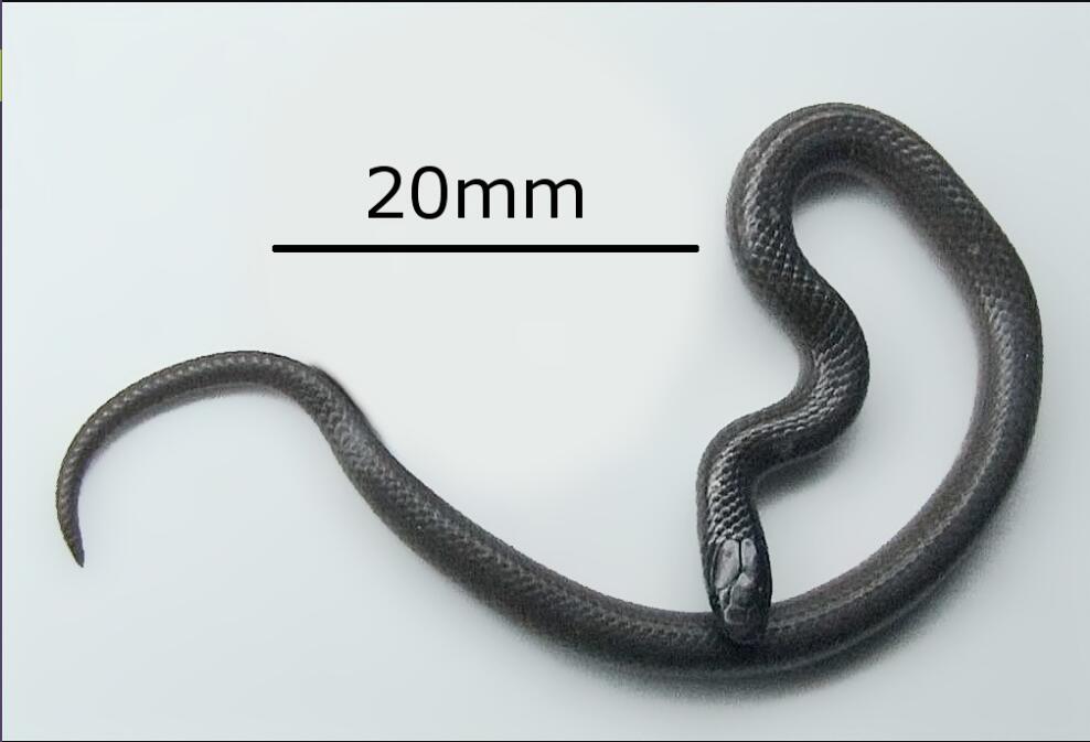 Flat-Headed Snake