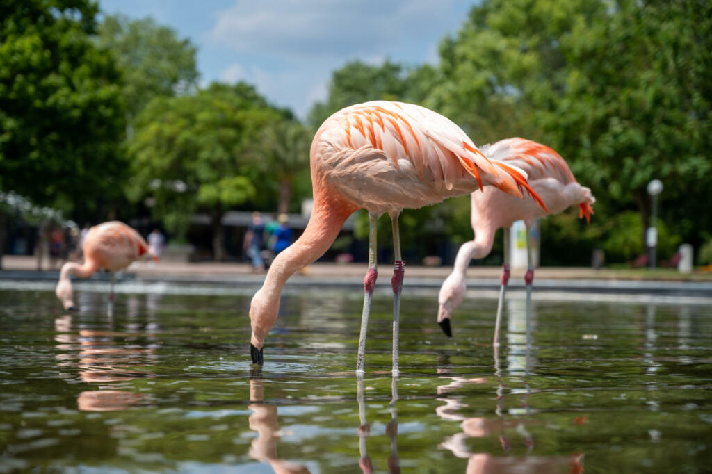 A shallow focus of pink flamingos in the Rombergpark in Dortmund, Germany