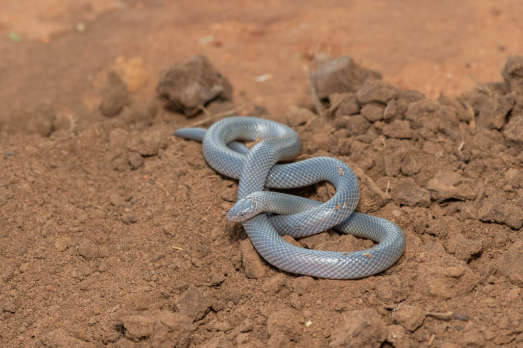 A venomous Bibron’s Stiletto Snake in the wild in KwaZulu-Natal, South Africa