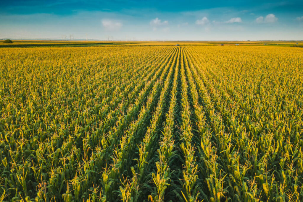 Aerial drone view of cultivated green corn field landscape in summer