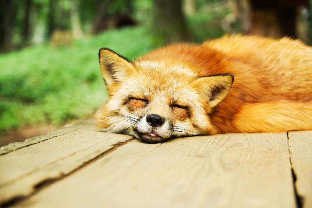 animal, fox, cute