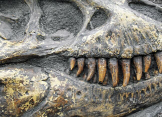 Zgodovinski 280 milijonov star fosil iz Alp razočaral znanstvenike Dinosaur teeth in fossilized skull.
