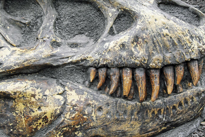 Dinosaur teeth in fossilized skull.