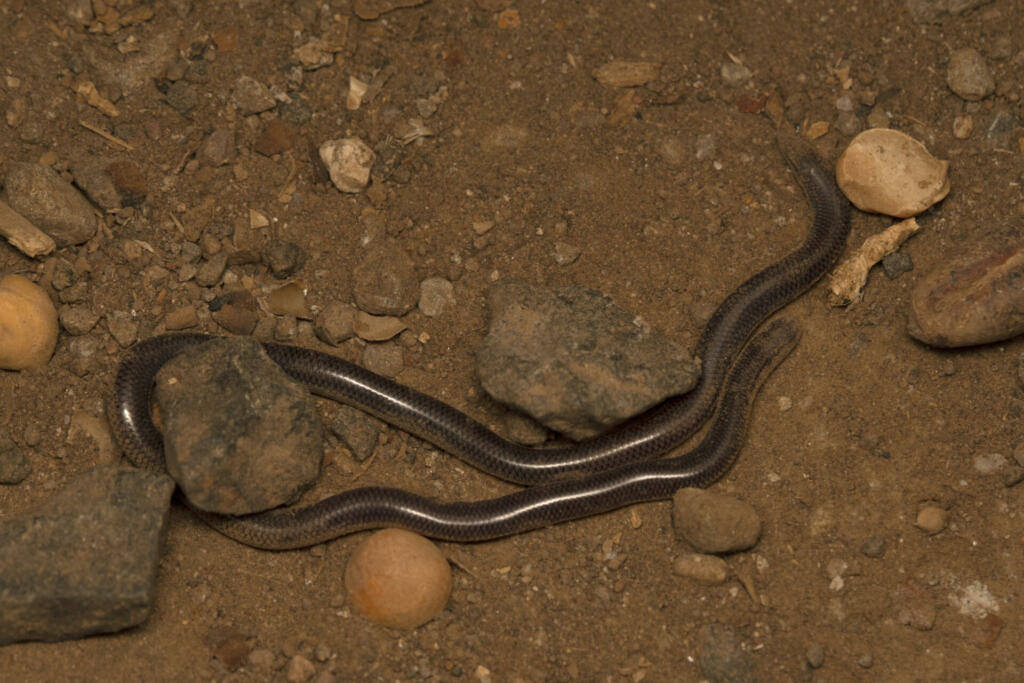 Dorsal of Brahminy blind snake, Indotyphlops braminus, Typhlopidae, Lonand, Maharashtra, India