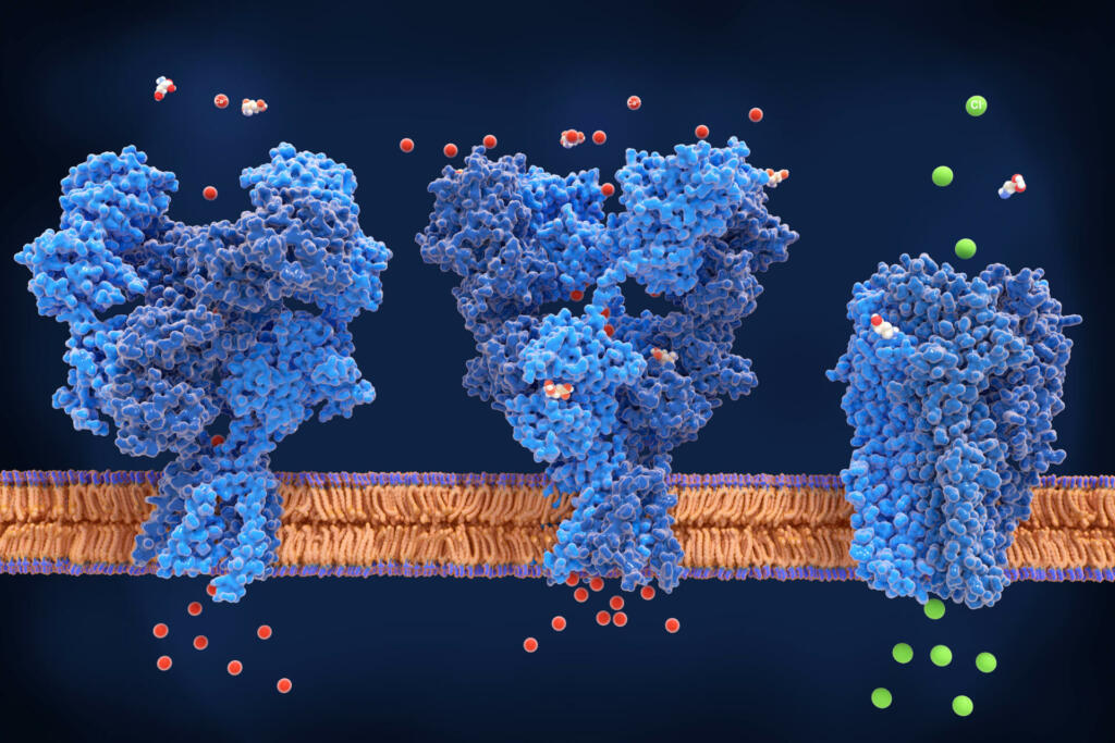 From left to right: the NMDA and AMPA receptors transport calcium cations into neurons after being activated by the neurotransmitter glutamate and the GABA receptor (right) transport chloride anions after the activation by gamma aminobutyrate. PDB entries: 6wht, 3kg2, 6d6u