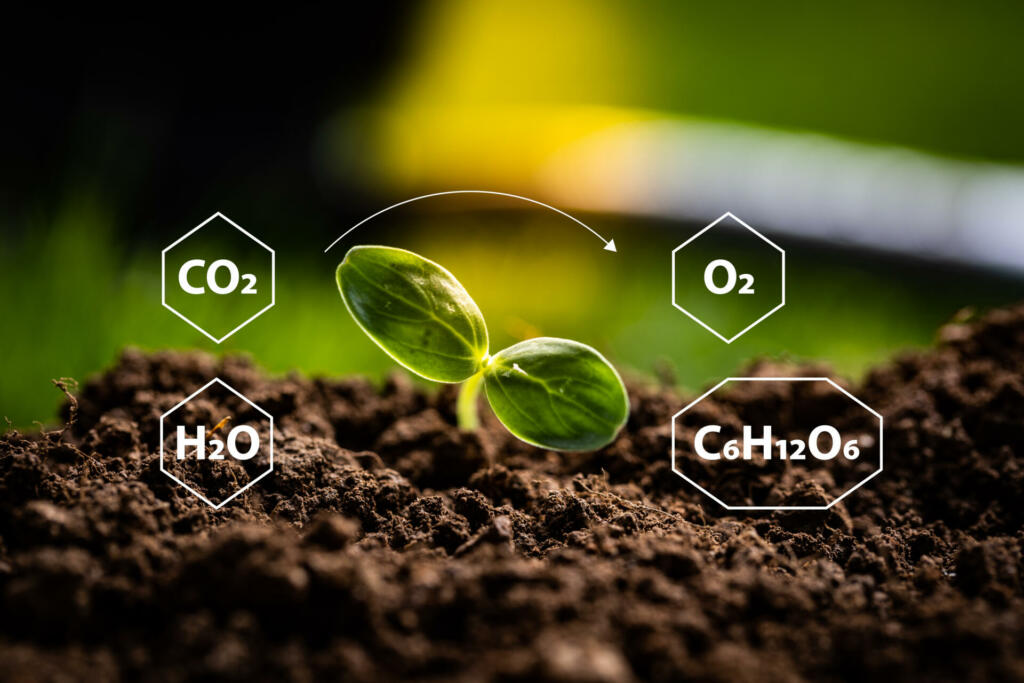 Graphical representation of chemical processes in photosynthesis with elements placed around just emerged young plant from fertile soil