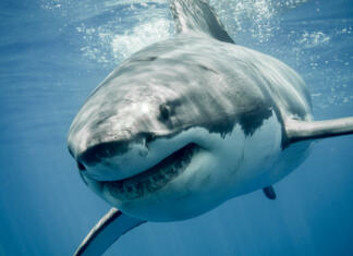 Prvič v zgodovini videli novorojenčka vrste, ki zastrašuje svet Great white shark smiling in the blue ocean