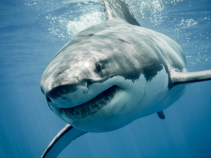 Great white shark smiling in the blue ocean