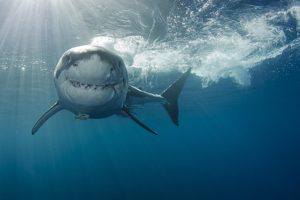 Image taken in Isla Guadalupe in Mexico.