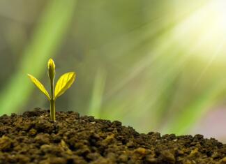 Tudi narava ni popolna: Kako rastline zapravljajo energijo? investment, concept, business