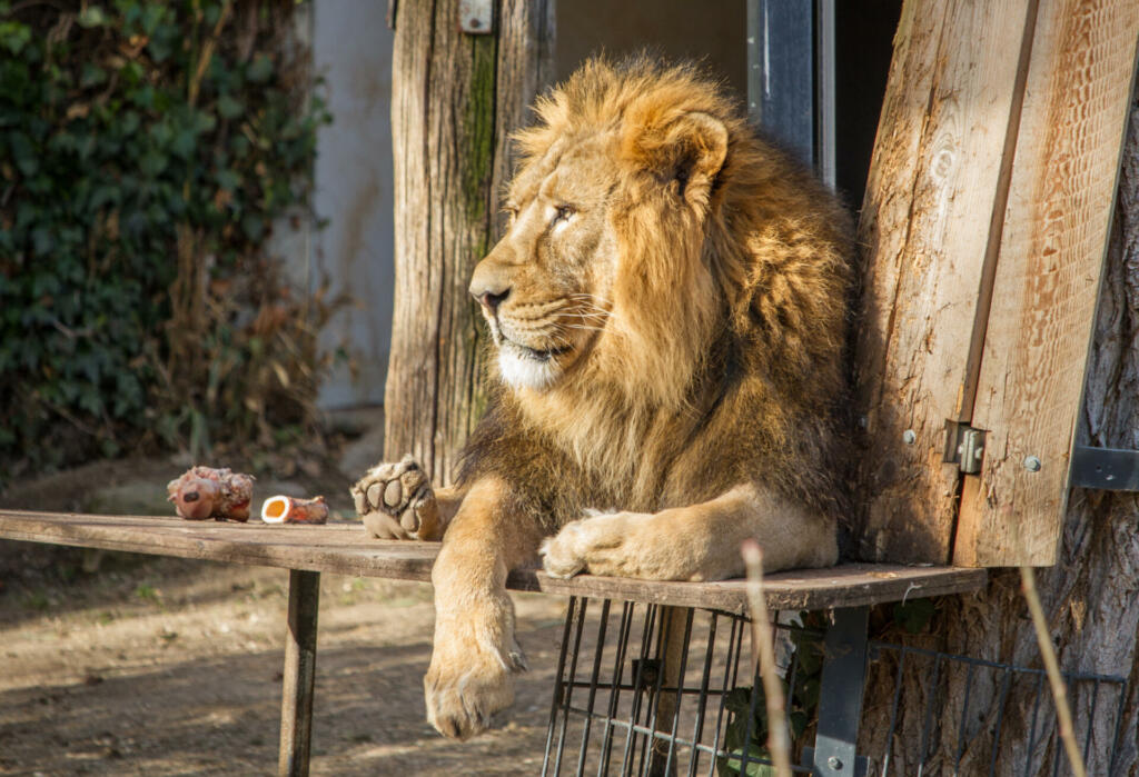 Lion with beautiful mane resting at Wilhelma zoological garden, Stuttgart, Germany