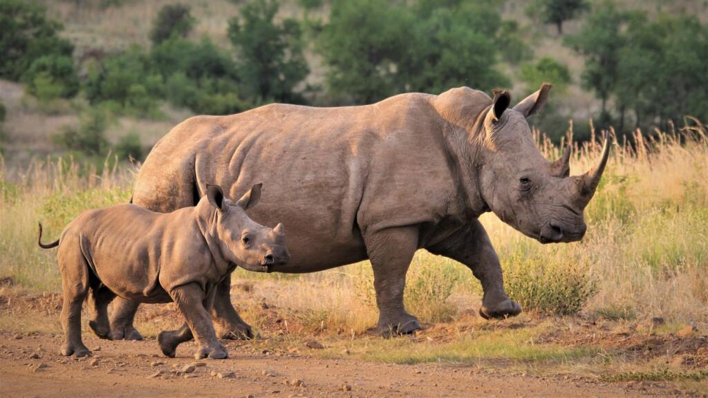 rhino, rhinoceros, white rhino