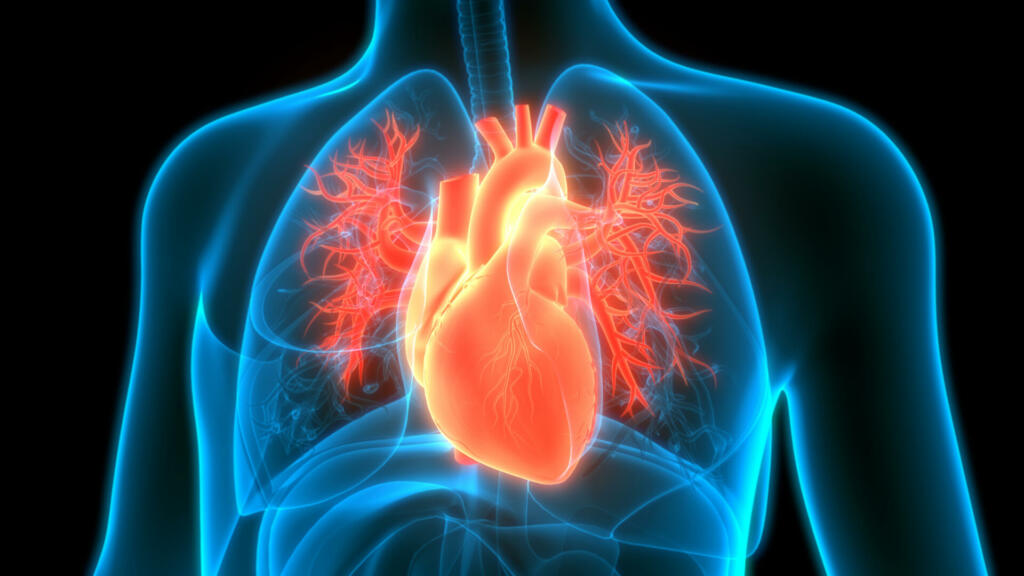 3D Illustration Concept of Human Circulatory System Heart Anatomy