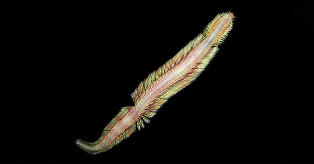 Novoodkrita vrsta globokomorskih črvov