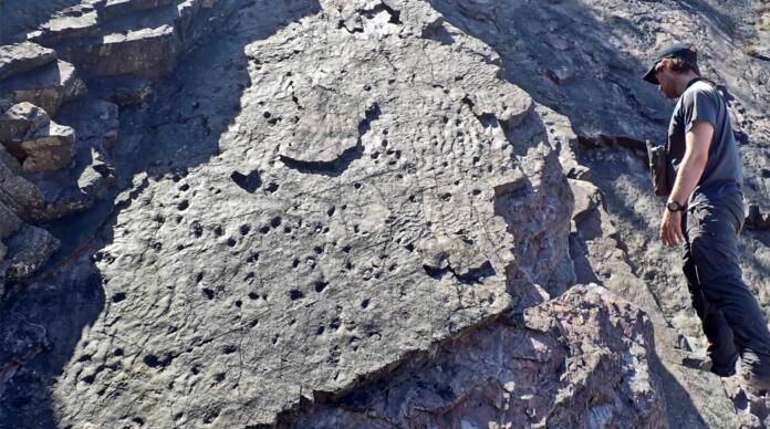 Odkritje najstarejšega fosiliziranega gozda v zgodovini