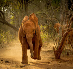 A happy baby elephant orphan at the Sheldrick orphanage runs towards viewer