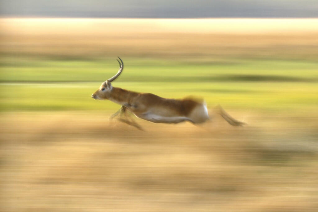 Animal antelope lechwe red running speed panning movement landscape green grassland Okavango Delta nature wildlife Africa horns