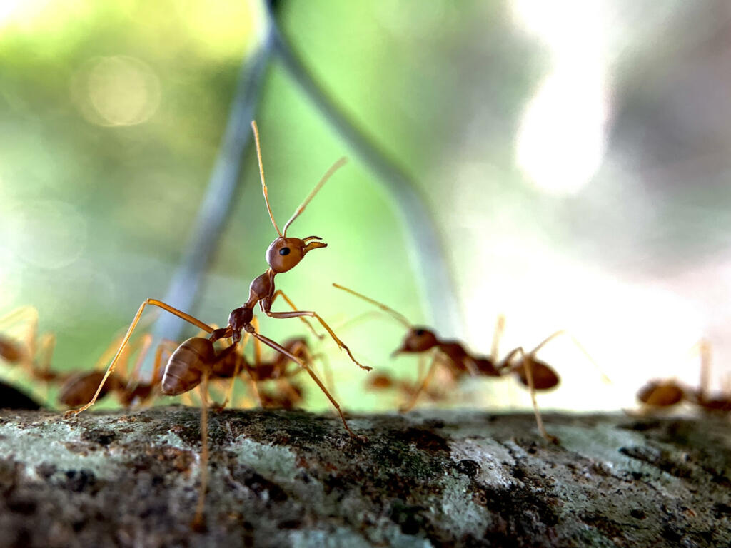 Asian Weaver Ants -Oecophylla smaragdina.