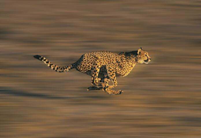 CHEETAH acinonyx jubatus, Adult running through Savannah