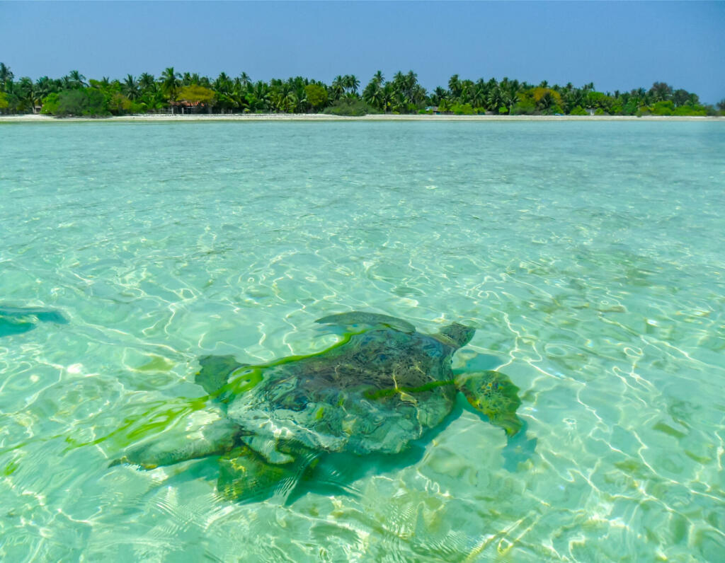 Green sea turtle swimming through the crystal clear lagoon at Bangaram Island, Lakshadweep, India