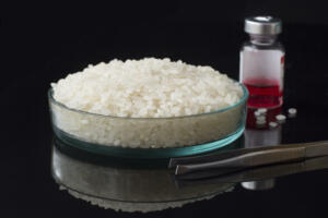 Laboratory analysis of rice seeds in a petri dish on the table. Rice is a valuable cereal and food crop.