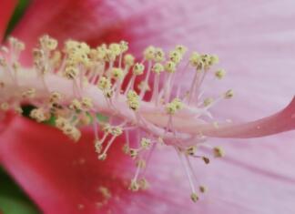 Približajte očem skrite podrobnosti Notranjost cveta makro fotografija