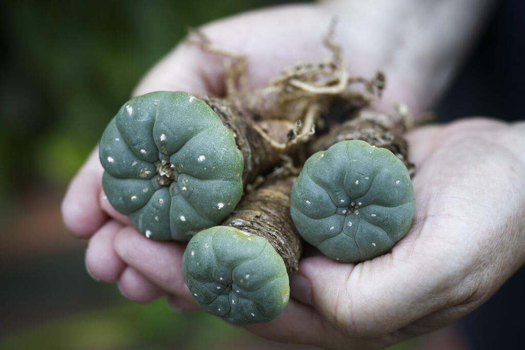 Peyote (Lophophora williamsii): Hallucinogenic and magical plant of south america, drug. hand held