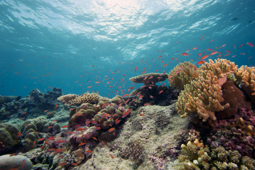 Indijski ocean je prostor velikega odkritja 