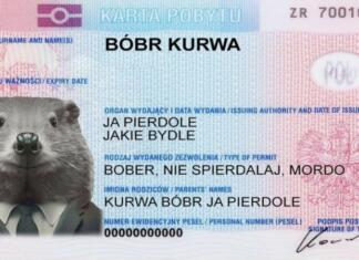 Poljska obsedenost z bobri: »Bobr kur*a« Bobr kurwa, poljski fenomen