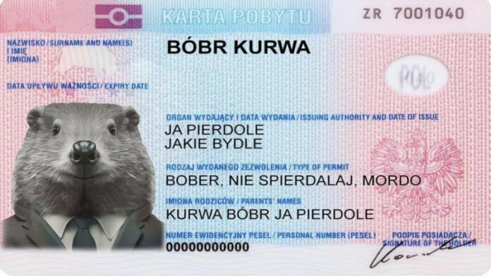 Bobr kurwa, poljski fenomen