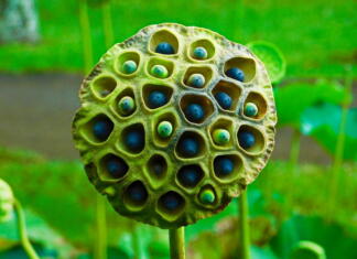 Najpogostejše fobije, ki ustrahujejo množice po svetu Najpogostejše fobije na svetu