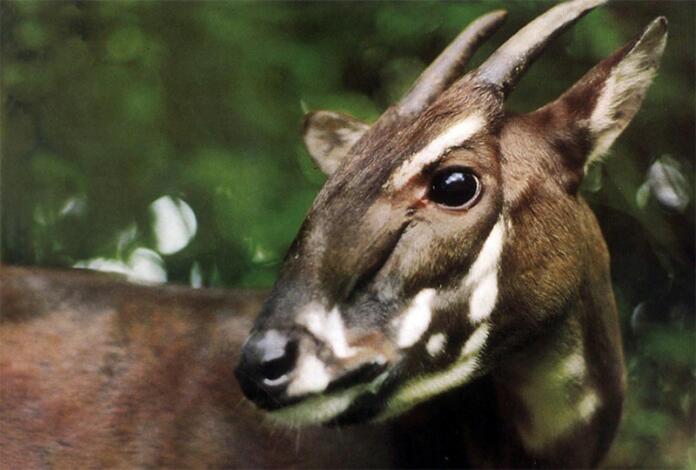 Saola