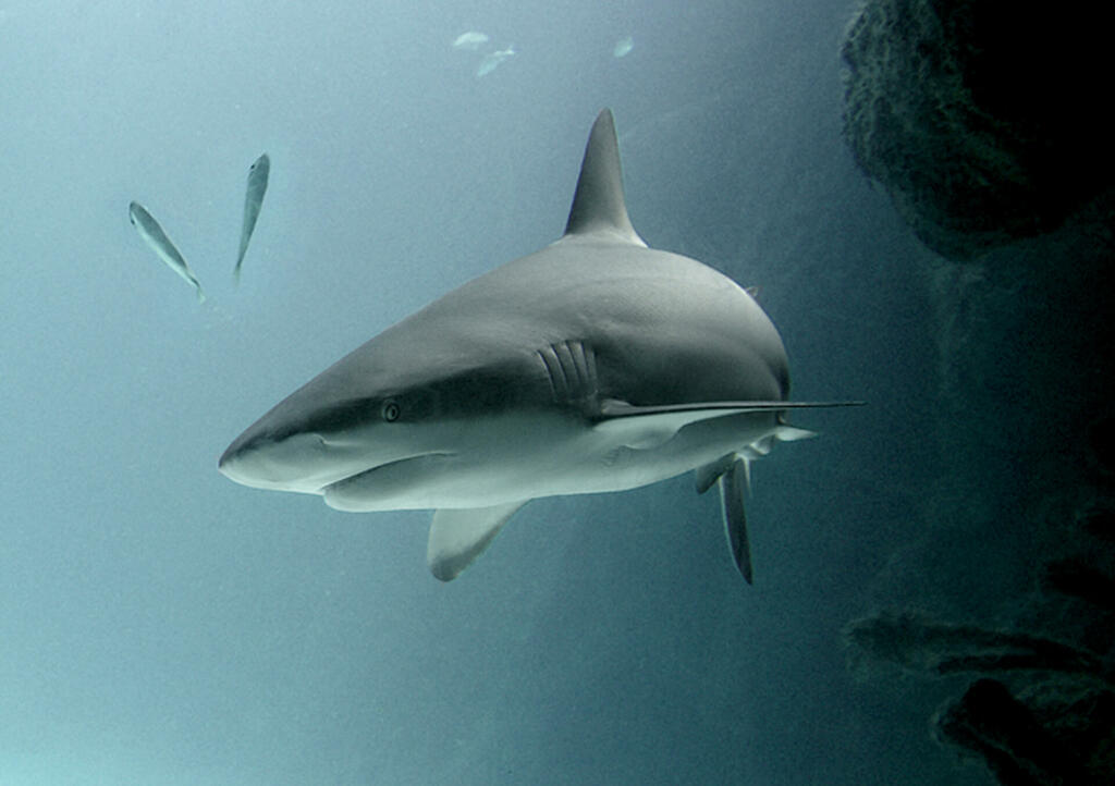 A bull shark lurking beneath the waves in a cave is a man killer.