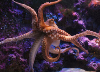 Znanstveniki sporočili grozljivo novico o živali, ki se je zdela nepremagljiva A common octopus in an aquarium