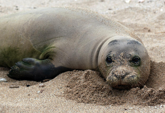 A monk seal takes a rest on the shores of Kauai, an island in Hawaii.