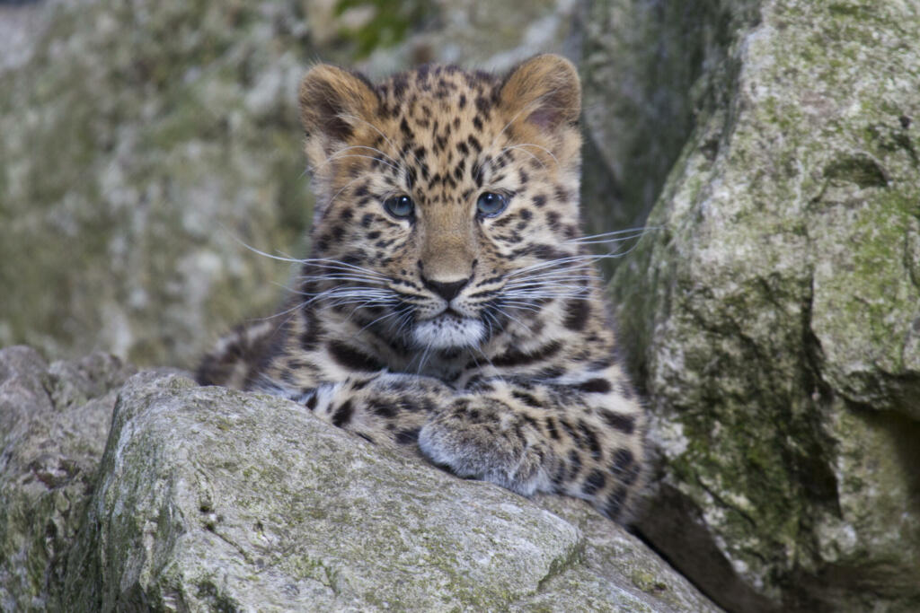An Amur Leopard cub sitting in some rocks
