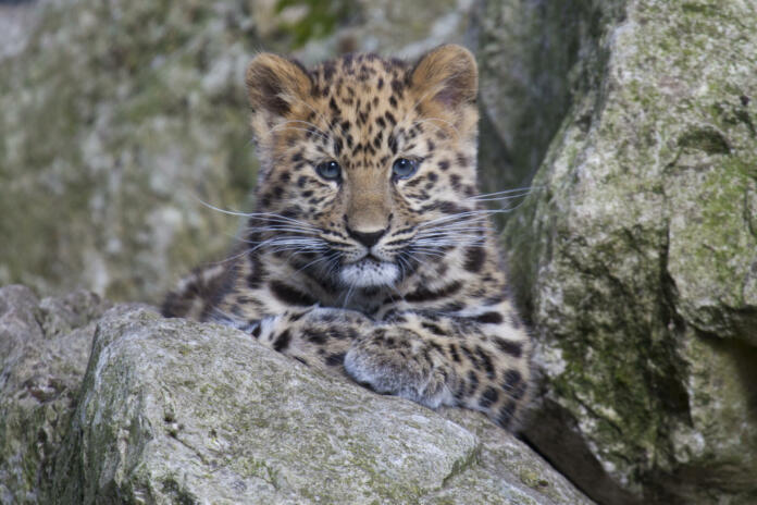 An Amur Leopard cub sitting in some rocks