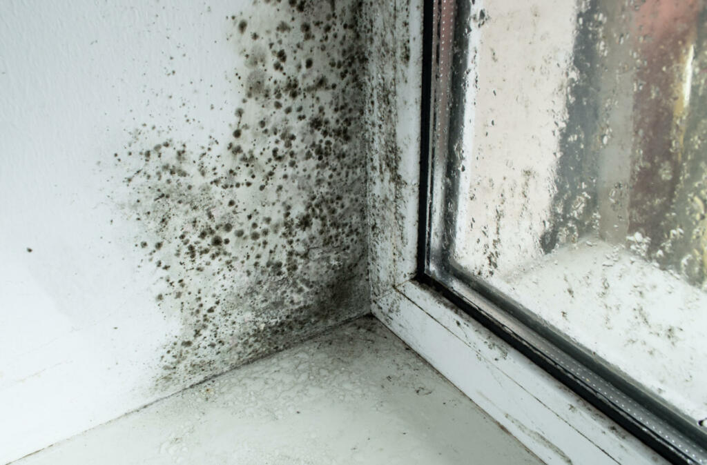 Black mold in the corner of the window sill. Moldy plastic windows.