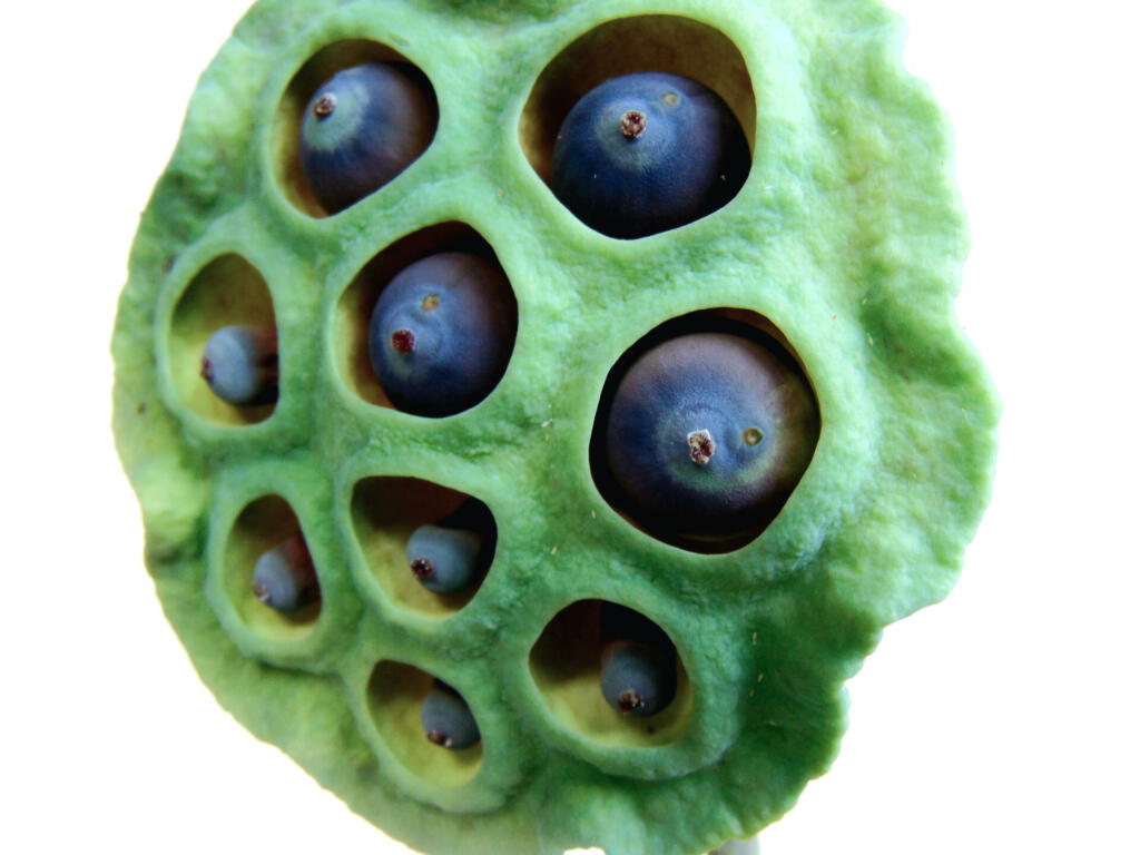 Close-up shot of Lotus seedpod that consists of opened green receptacles and big bluish gray seeds with a yellowish white background.
