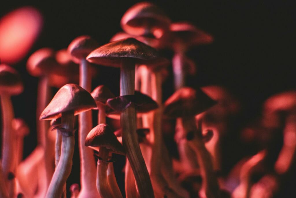 Closeup of some magical mushrooms grown indoor.